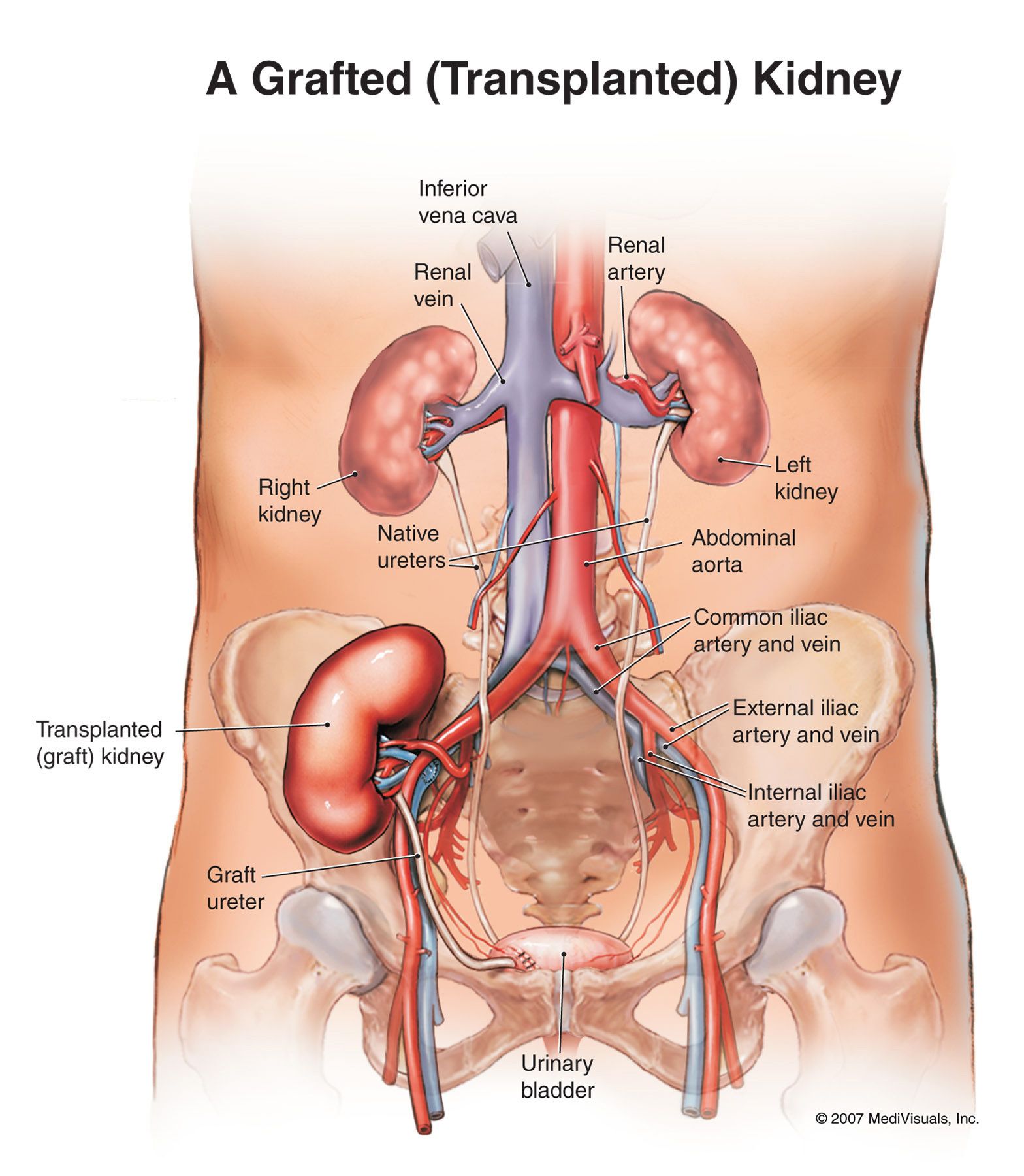 33 Diagram Of Kidneys In Body