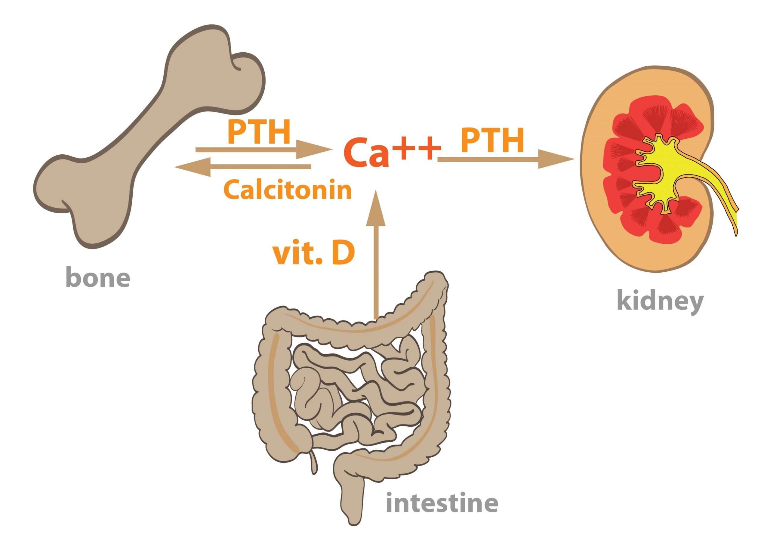 4. Endocrine Functions of the Kidneys  Functions of Cells ...
