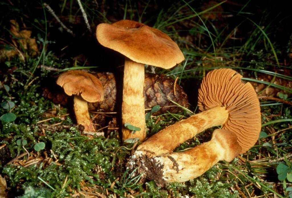 7 Poisonous Mushrooms and What Happens if You Eat Them