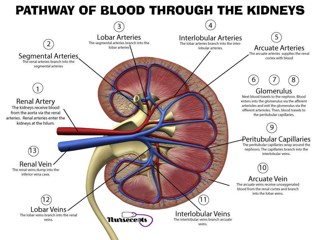 8 Facts About The Urinary System Every Nursing Student ...