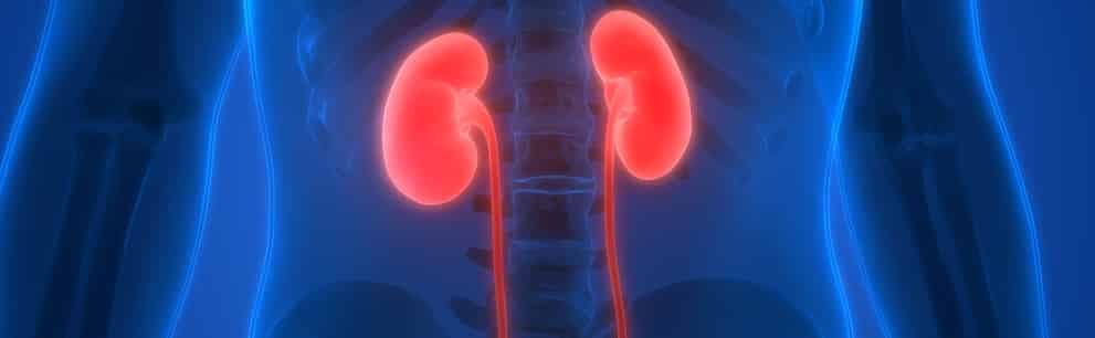 Alcohol and Kidneys