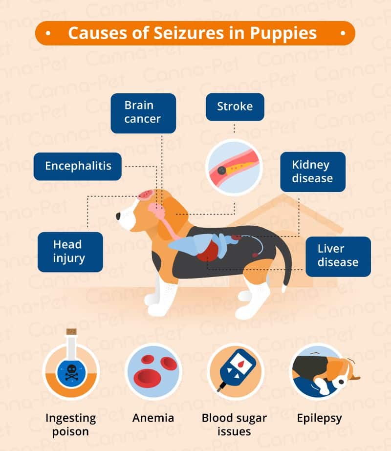Can Kidney Failure In Dogs Cause Seizures