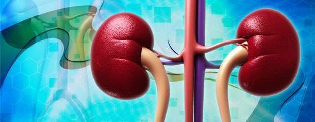 Can you live a Normal Life with One Kidney?