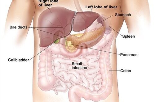 Can you Live without Pancreas, Spleen, Lung, Liver or Kidney