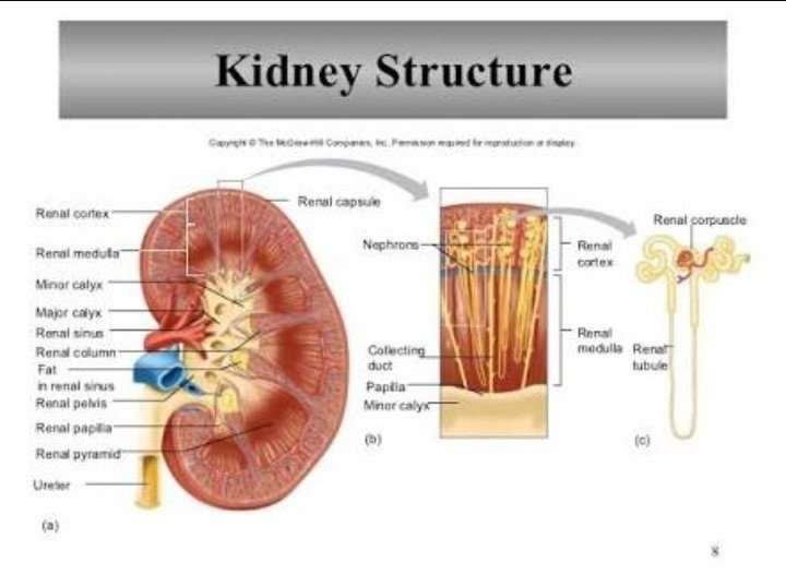 describe the structure and function of kidney