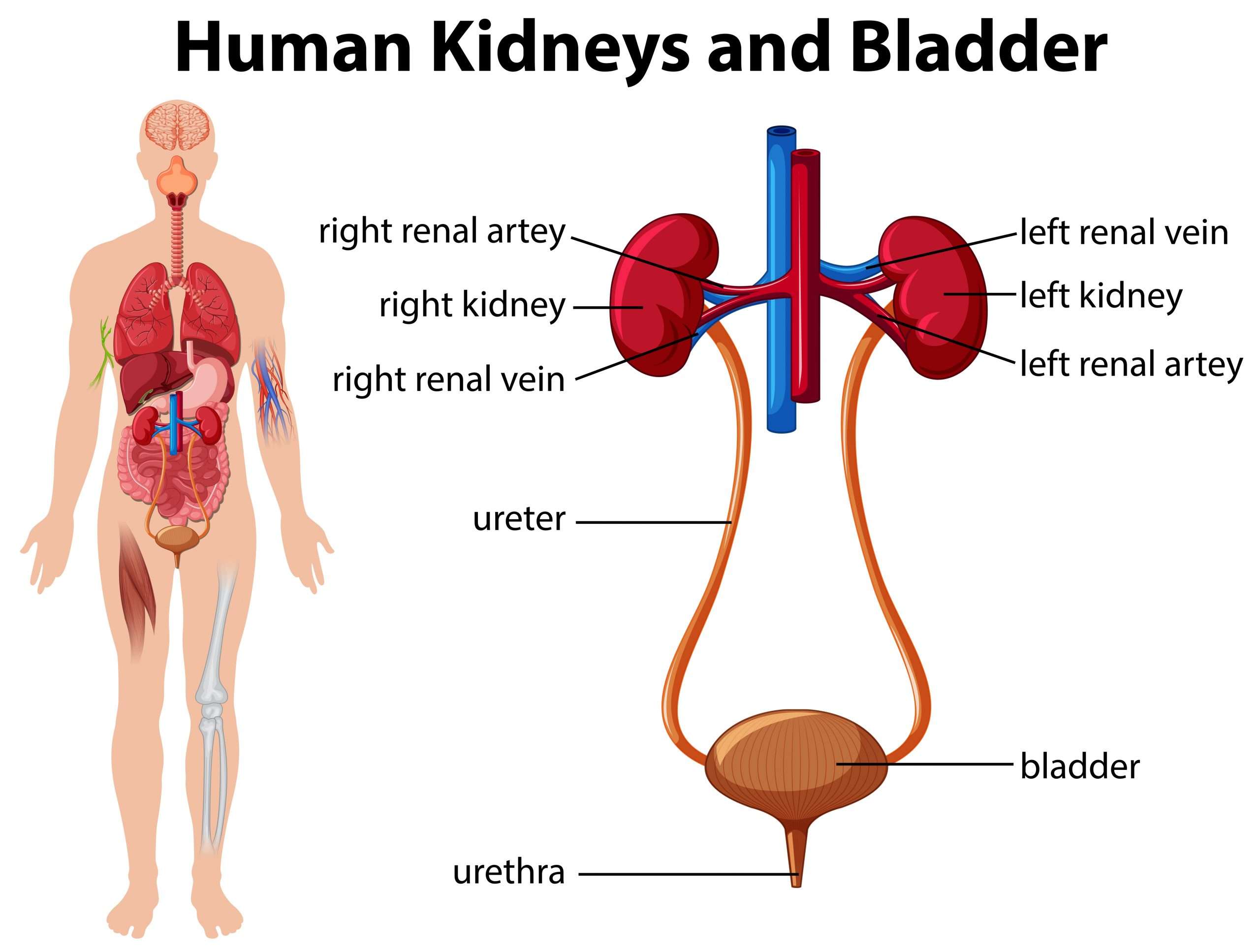 [DIAGRAM] Diagram Of The Kidneys And Bladder FULL Version HD Quality ...
