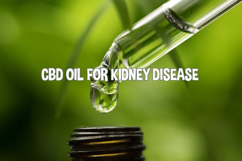 Does CBD oil affect the kidneys?