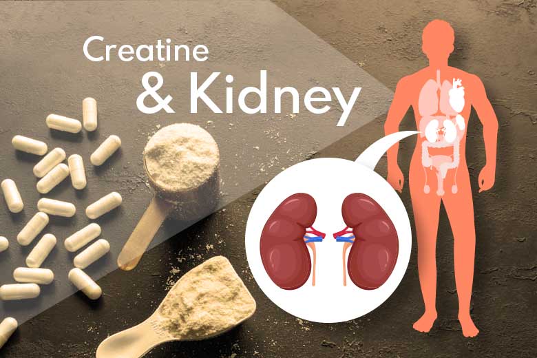 Does Creatine Damage The Kidneys? Find Out What Science Has To Say