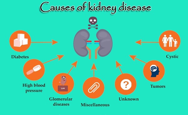 Does kidney failure occur solely due to drinking less ...