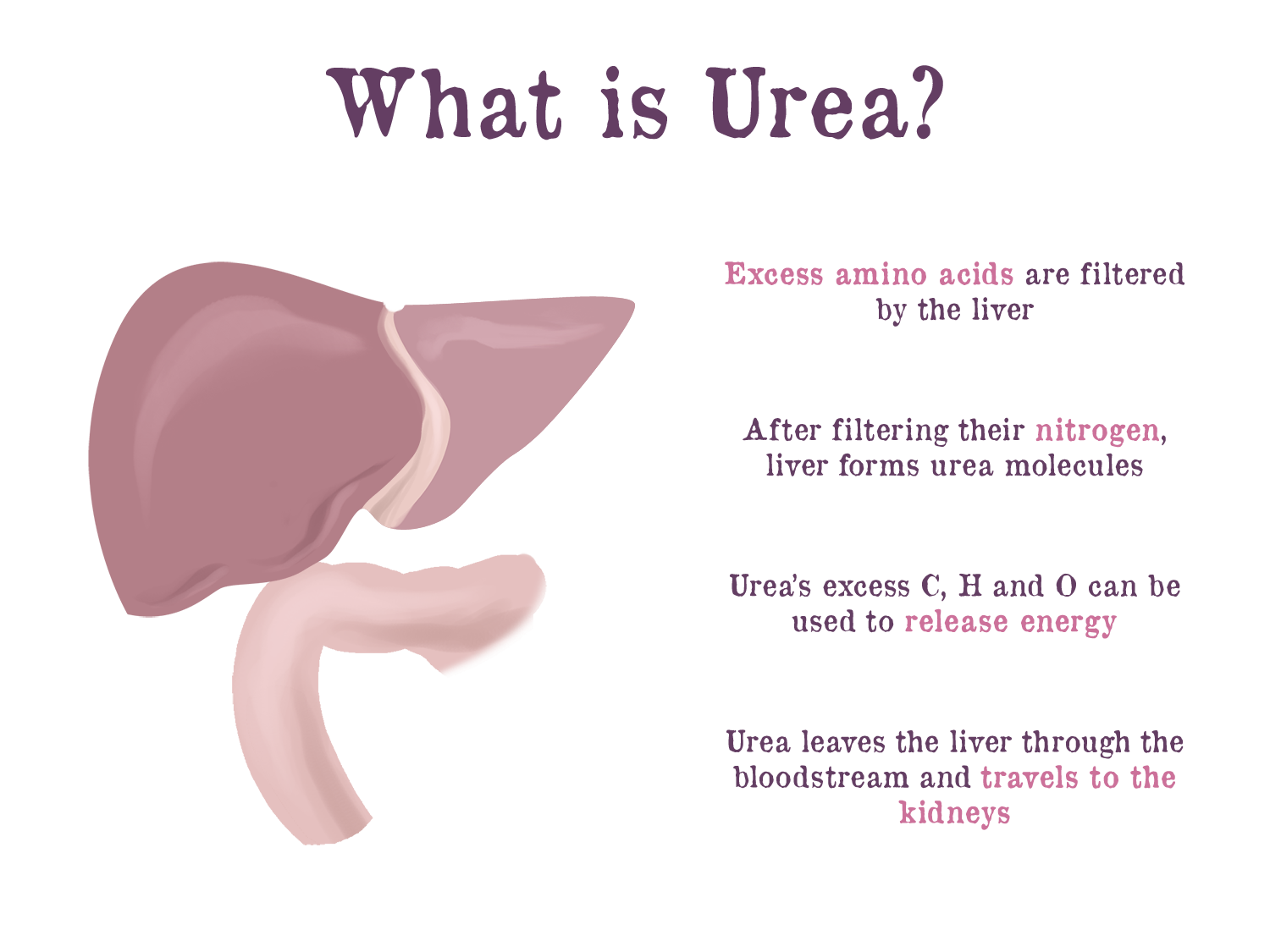 Does Kidney Make Urea