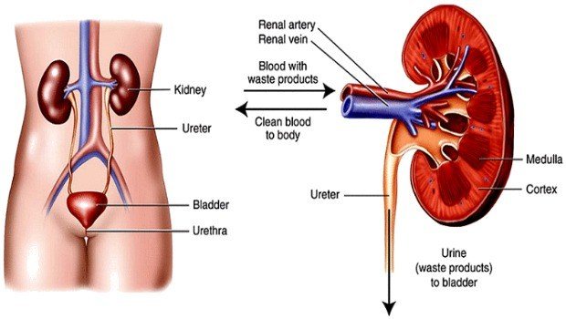 Effects of high blood pressure on the heart, kidneys &  body
