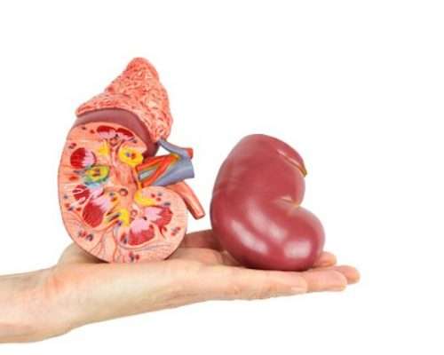 Enlarged kidney: Causes, symptoms, and treatment