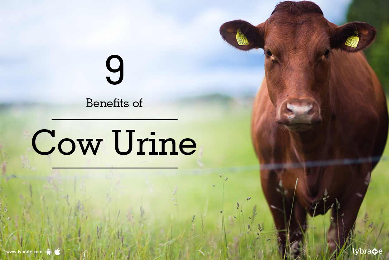 Get Can Cow Urine Cure Kidney Failure You Must Know ...