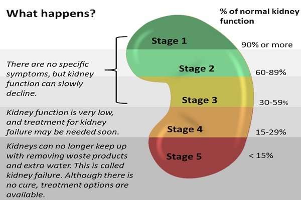 what-number-should-your-kidney-function-be-healthykidneyclub