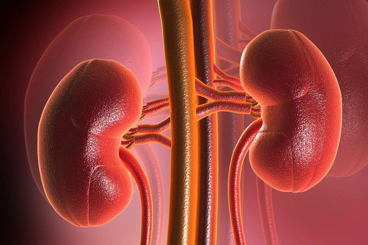 Habits That can Damage Your Kidneys