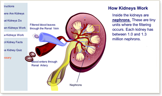 Health Topics Blogs : What Is Kidney Function