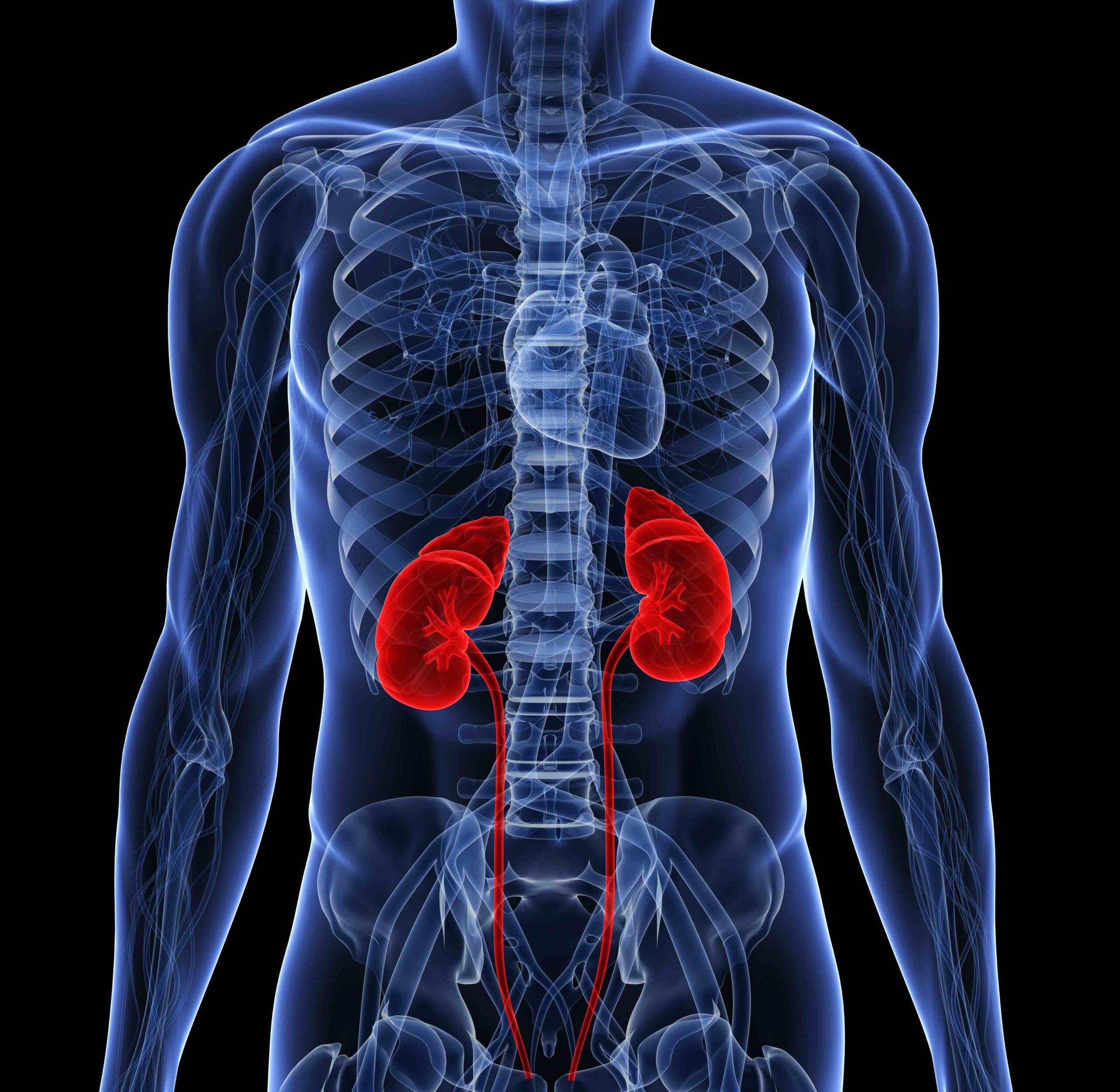 Healthy kidneys and food