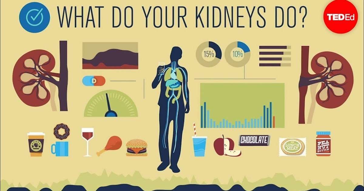 How do Our Kidneys Function?