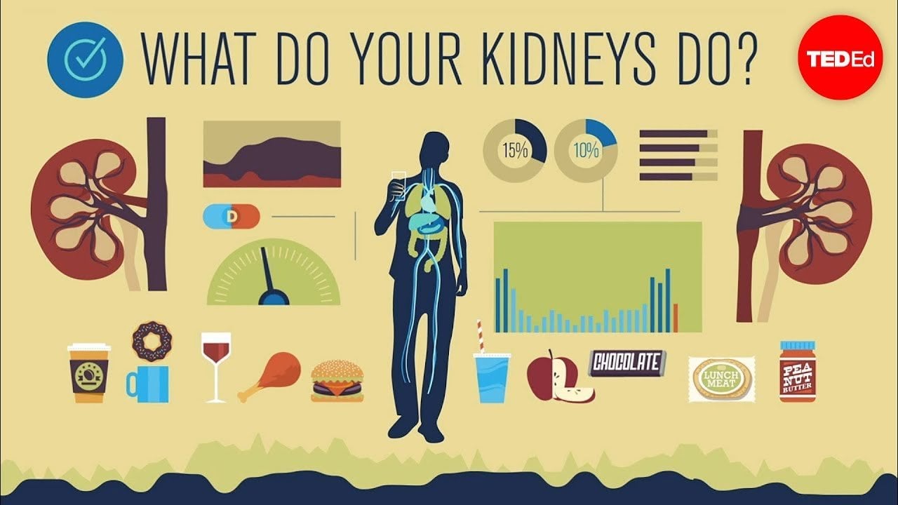 How do your kidneys work Emma Bryce