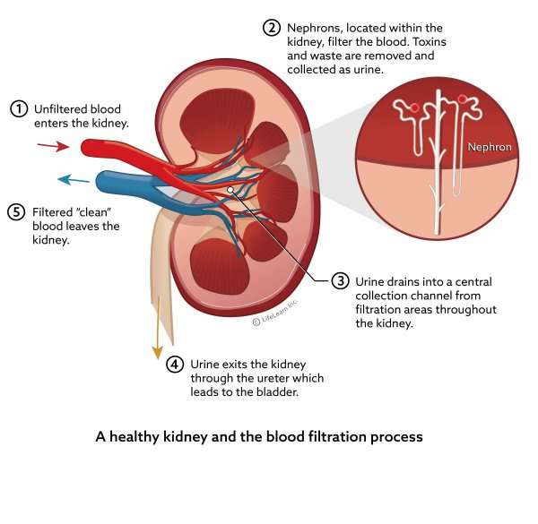 How Does A Doctor Get A Biopsy Of The Kidneys