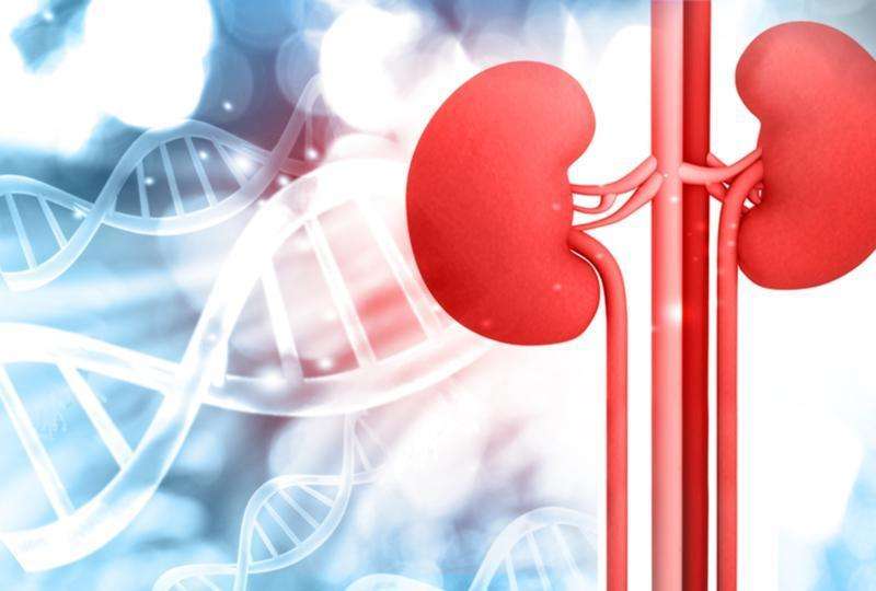 How Does Lupus Affect the Kidney
