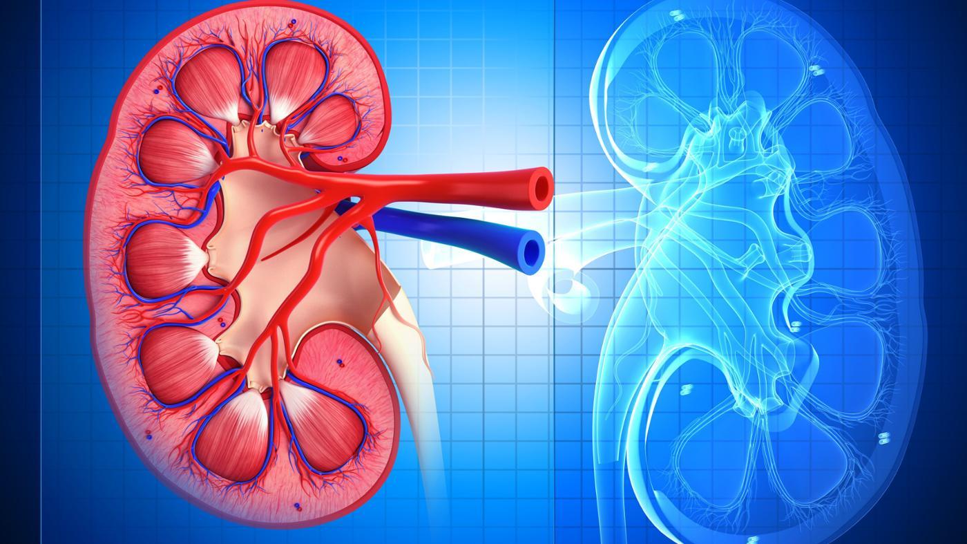 How Many Kidneys Are in the Human Body?