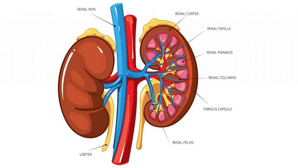 How to Cleanse &  Detox Your Kidneys Naturally