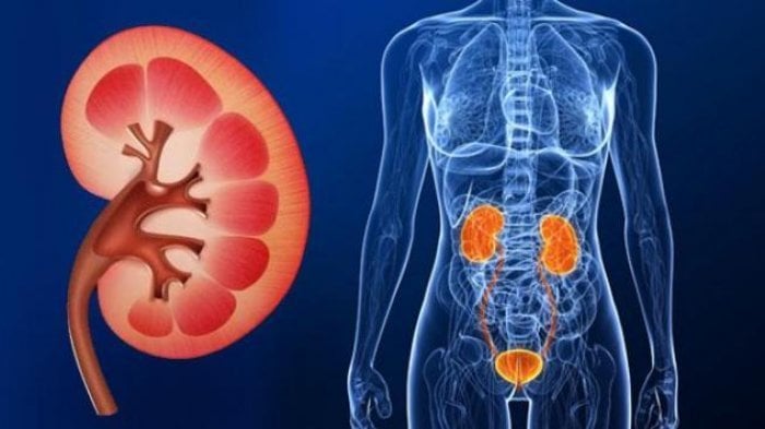 How to Prevent Damage to your Kidneys