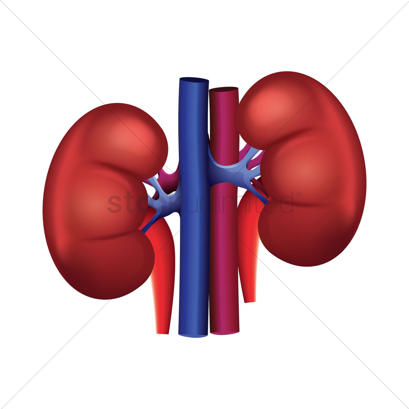 Human kidney Vector Image
