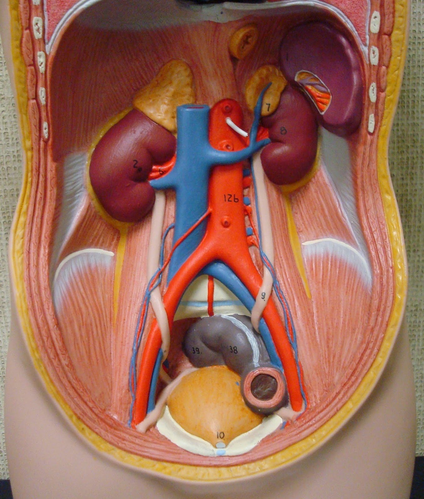 Human Medical Physiology: Renal Physiology