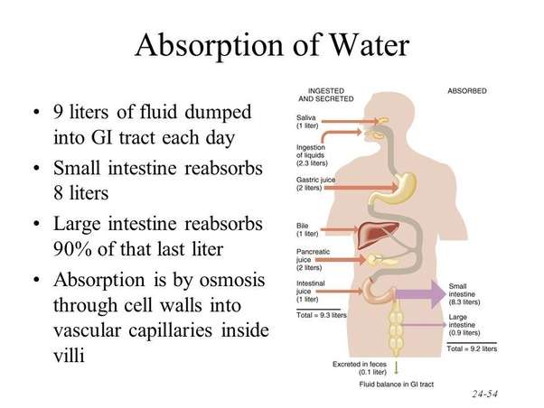 Human Physiology: How does water travel through your body when you ...