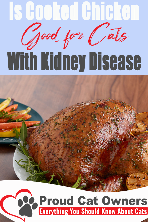 Is Cooked Chicken Good For Cats With Kidney Disease ...