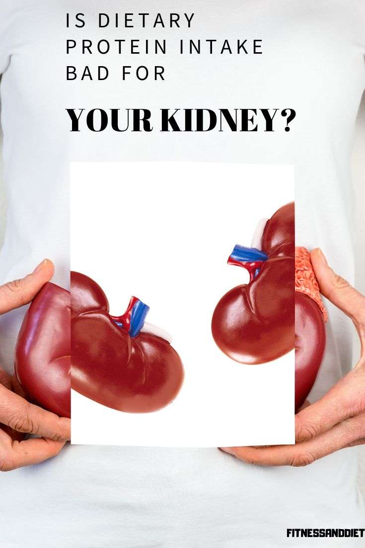 is dietary protein intake bad for your kidney you can