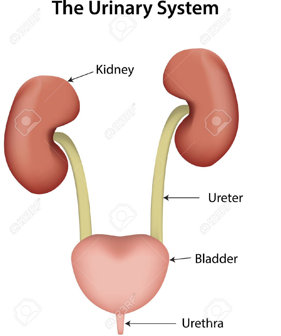 Is team work between the kidneys and urinary bladder an ...