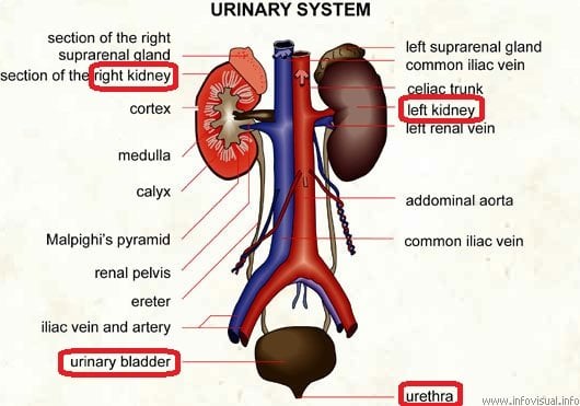 Is the urethra part of the urinary system? What about the ...