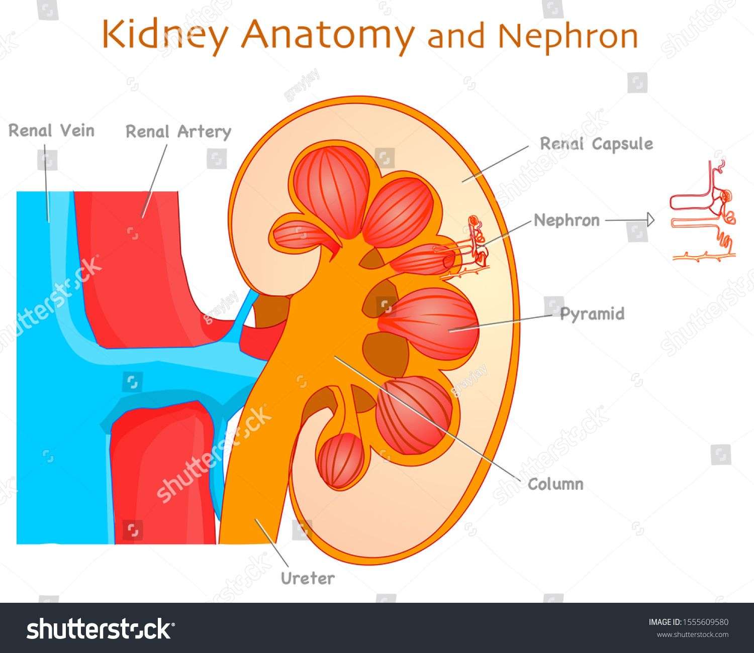 Kidney anatomy. Detail Kidney Parts and Nephron section diagram ...