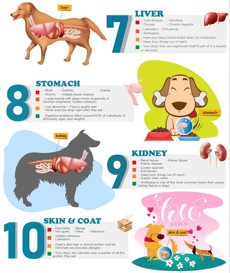 Kidney And Liver Test For Dogs