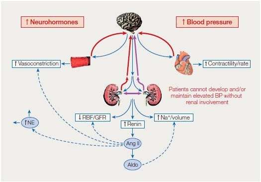 Kidney Controls Blood Pressure