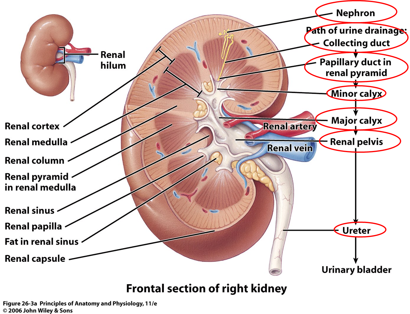 Kidney Cortex And Medulla Function