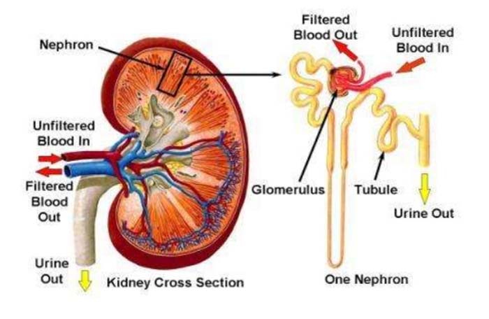 Kidney Damage And High Blood Pressure