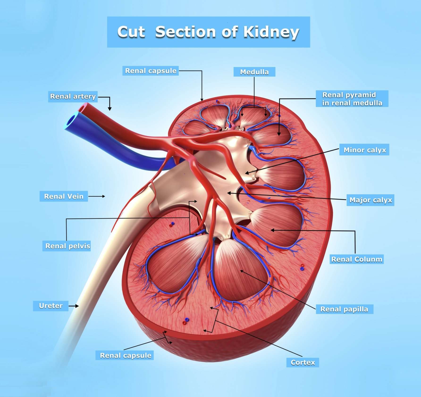 Kidney Endocrine Functions