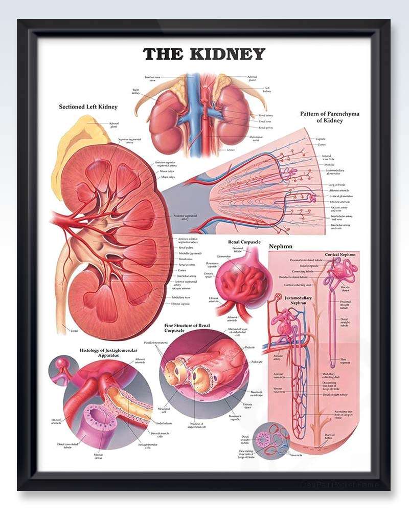Kidney Exam Room Anatomy Poster  ClinicalPosters