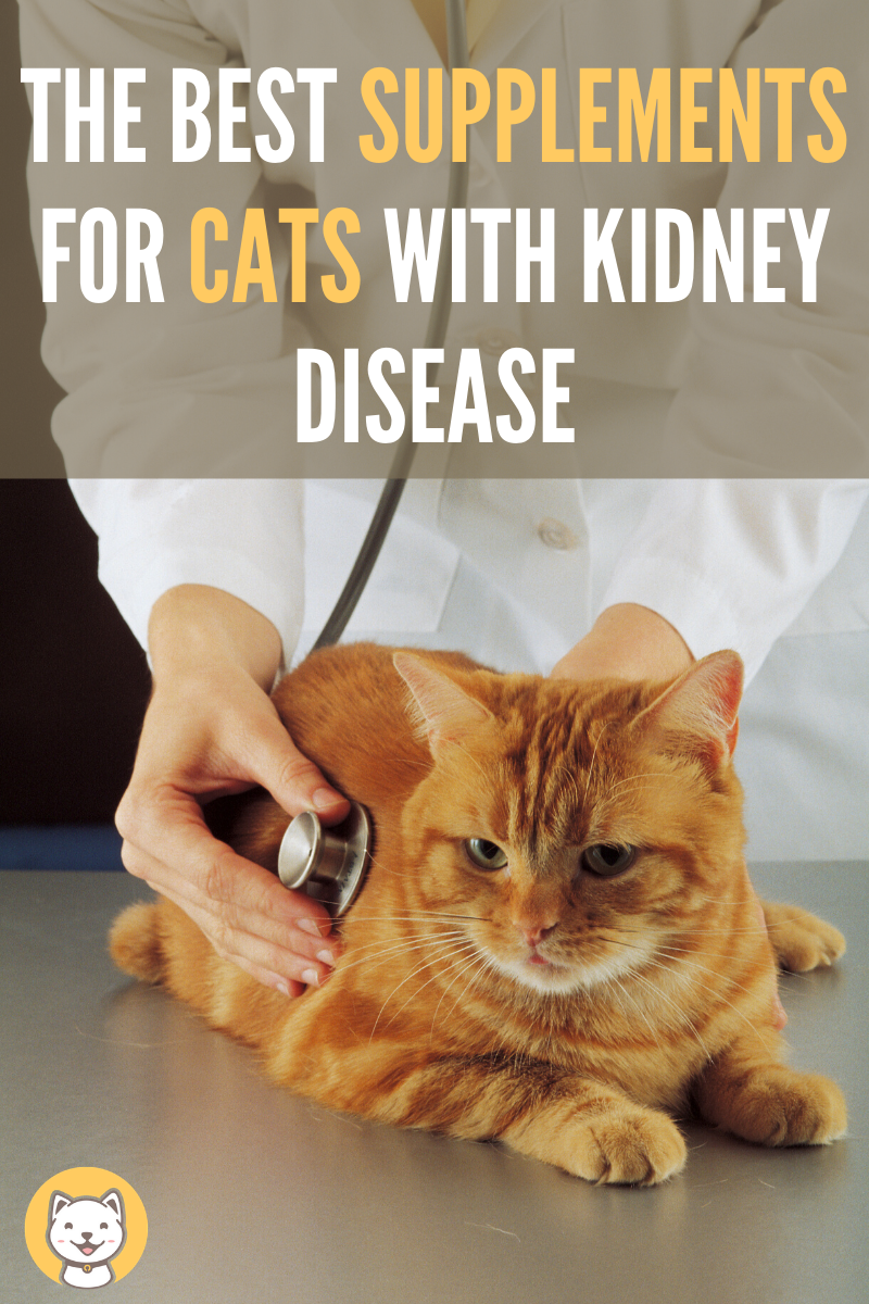 Kidney Failure In Cats Treatment