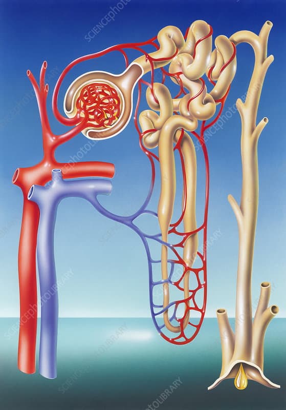 Kidney filtration system