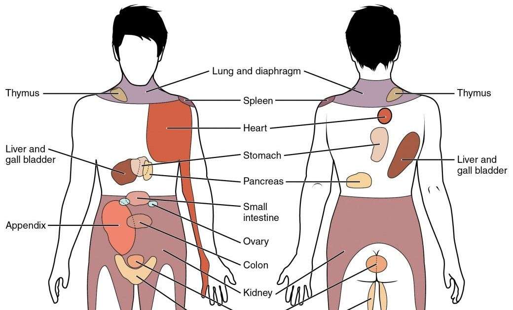 Kidney Pain In Front Or Back