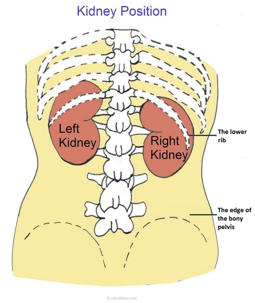 Kidney Pain Location, Causes, Symptoms