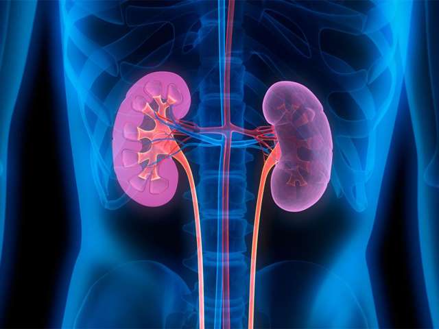 Kidney patients are more vulnerable to COVID