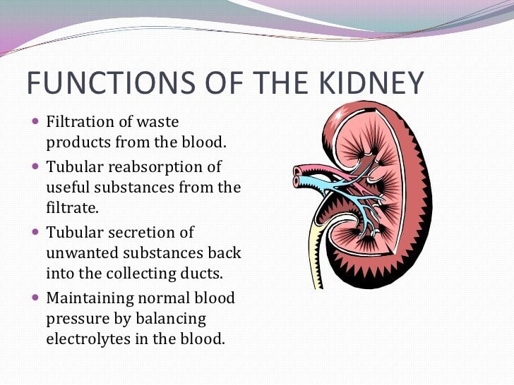 Kidney Power Point Presentation