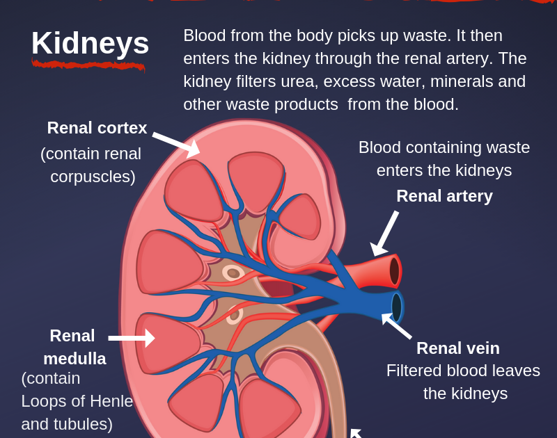 Kidney Renal Artery Function