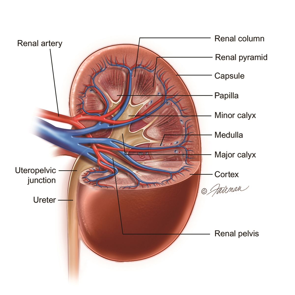 Kidney (Renal) Trauma: Symptoms, Diagnosis &  Treatment ...
